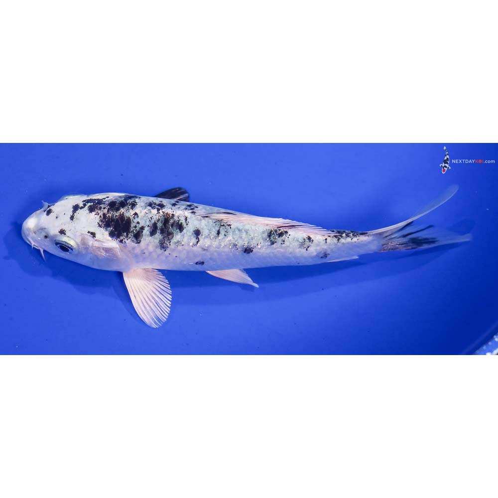 6” Imported Gin Shiro Bekko