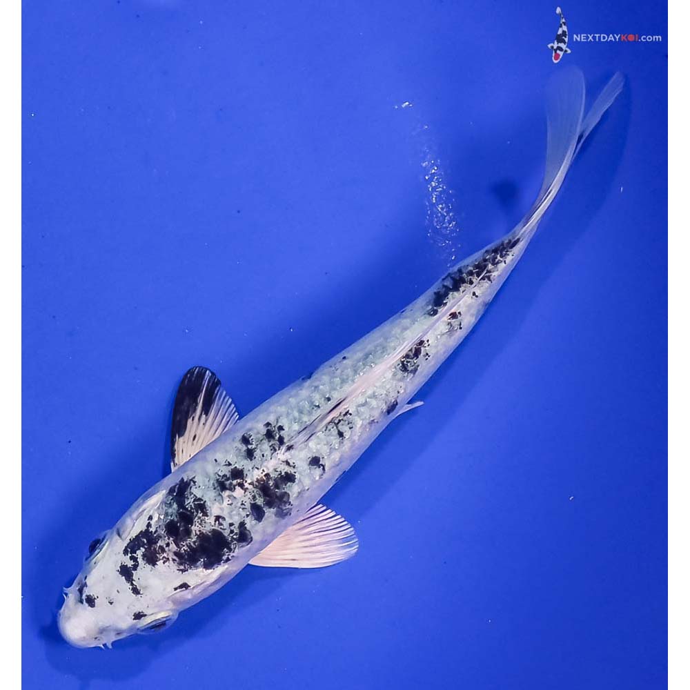 6” Imported Gin Shiro Bekko