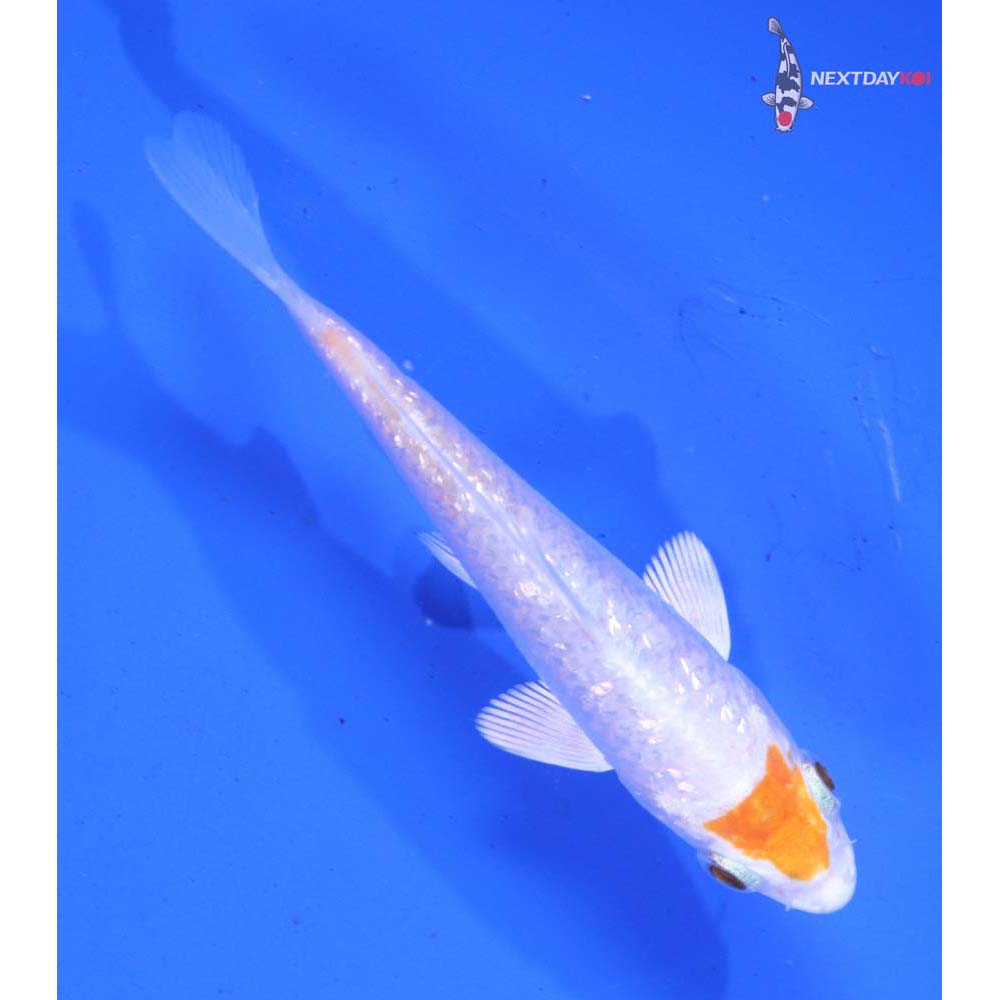 3.5” Imported Gin Rin Hariwake