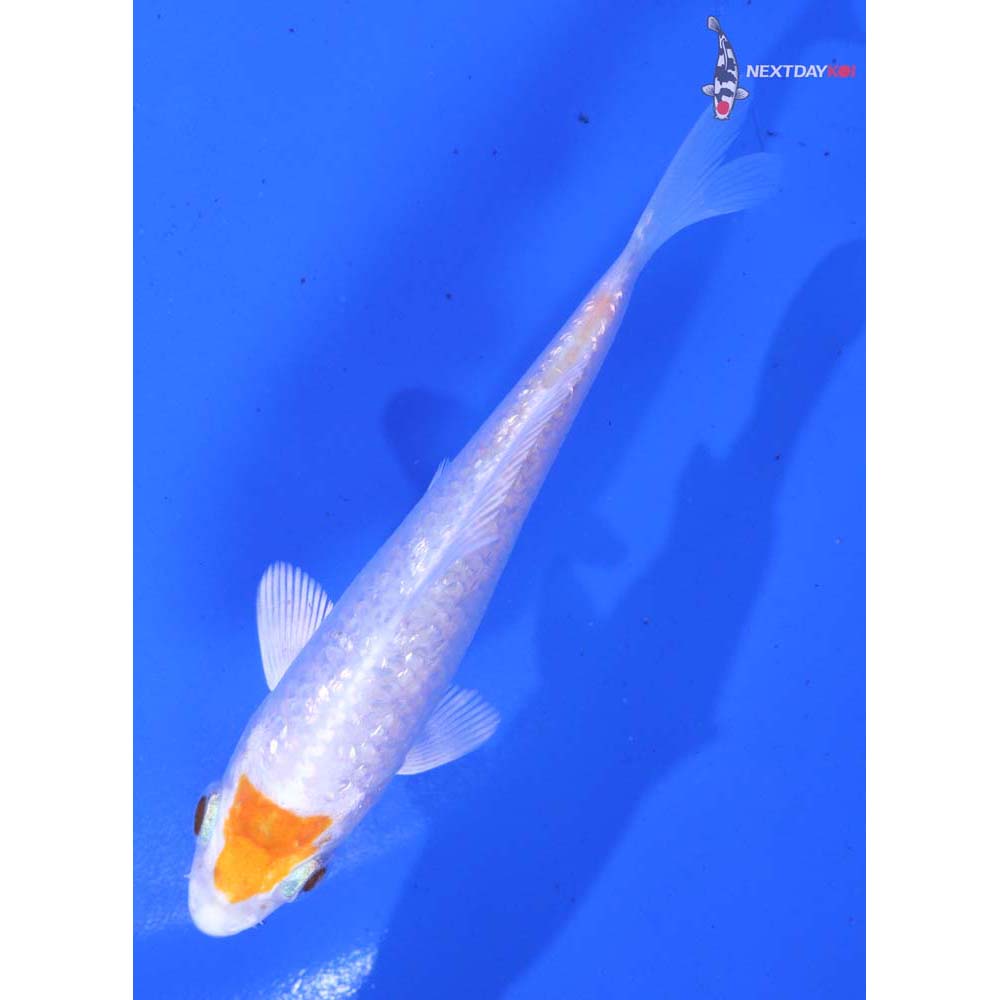 3.5” Imported Gin Rin Hariwake