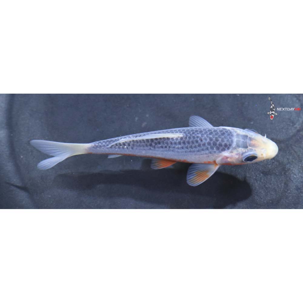 3.5” Imported Asagi