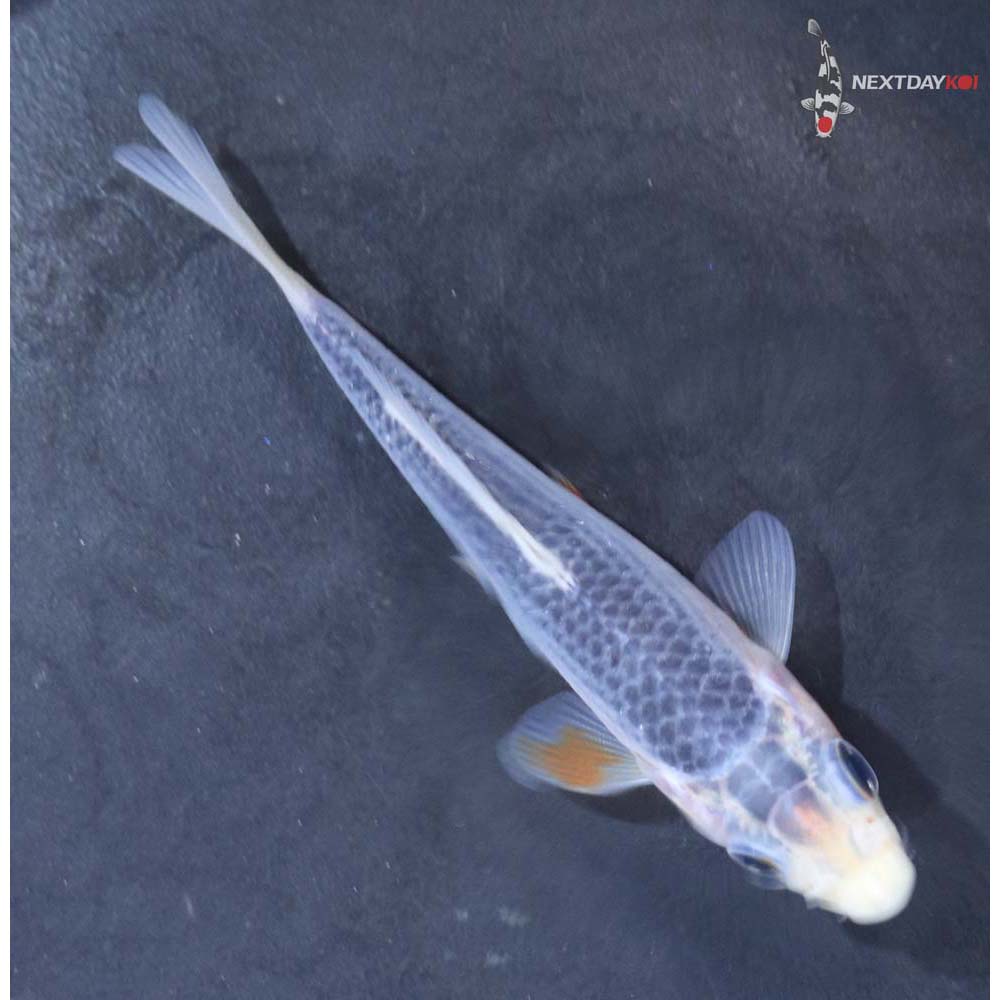 3.5” Imported Asagi