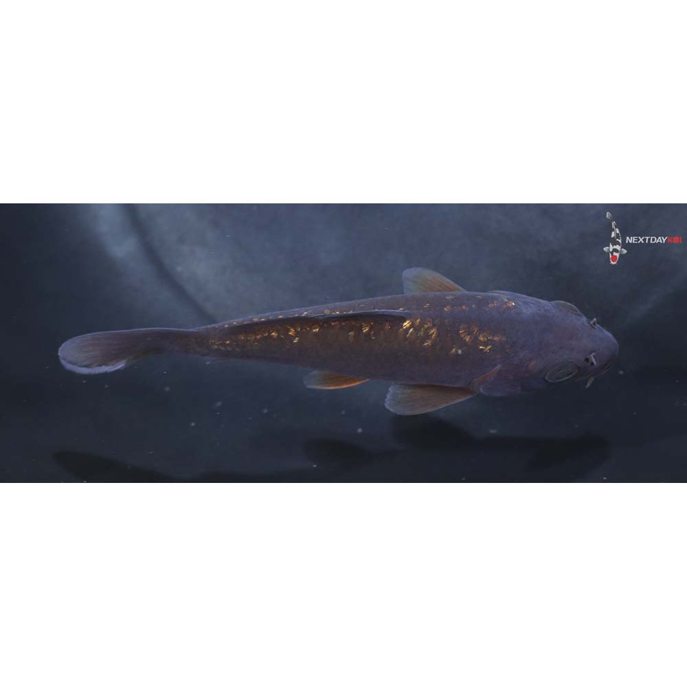 4” Imported Gin Rin Chagoi