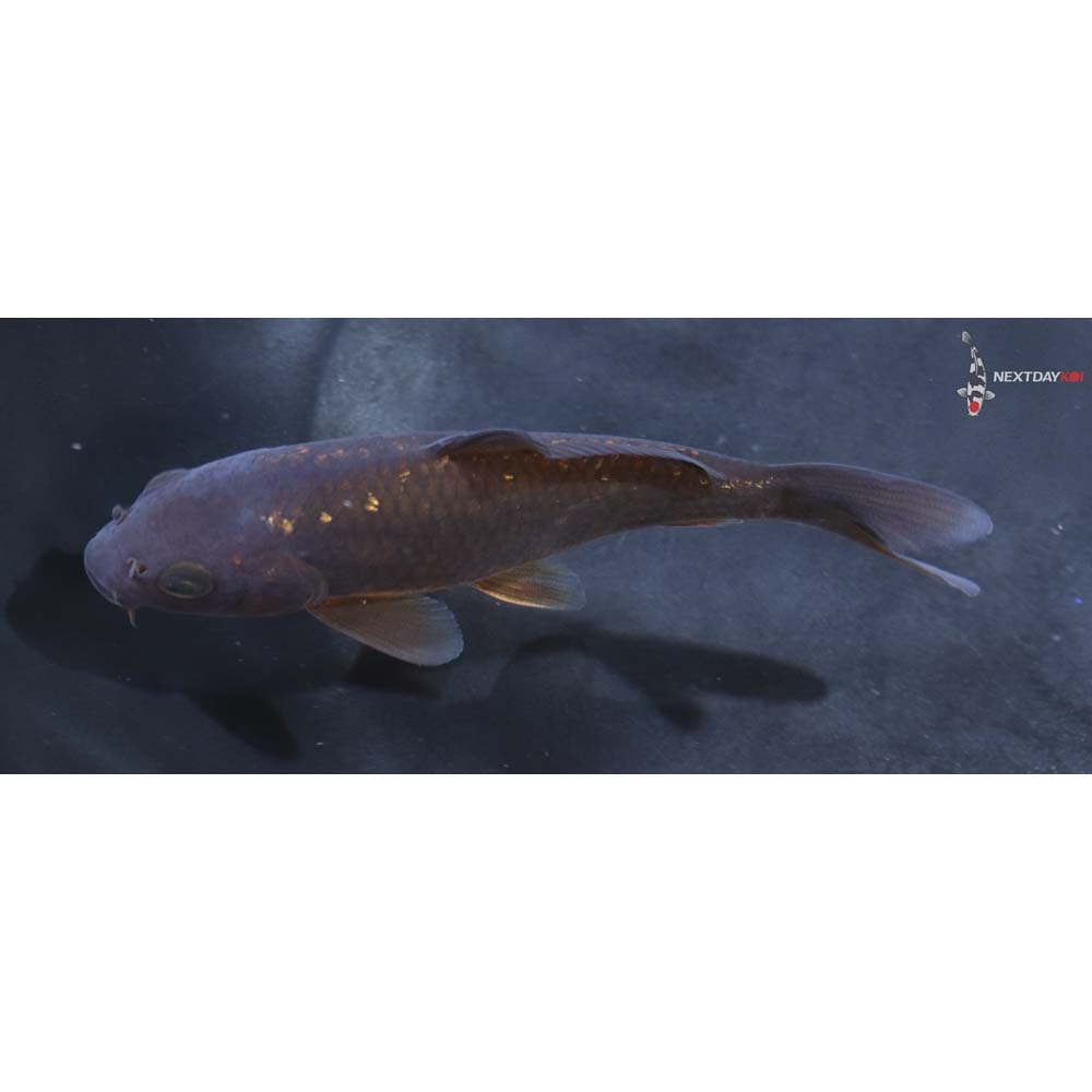 4” Imported Gin Rin Chagoi