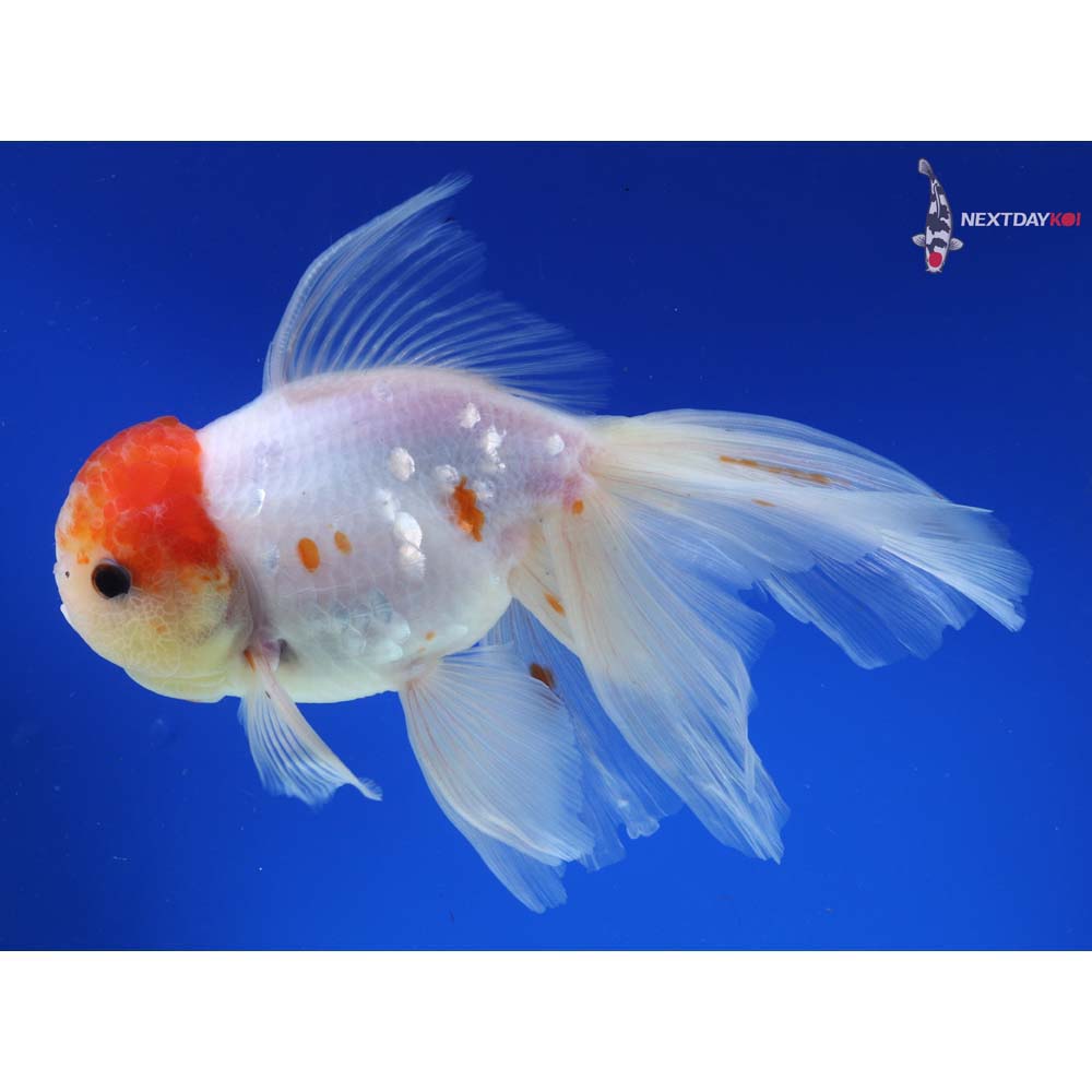 7” Imported Red and White Rosetail Oranda