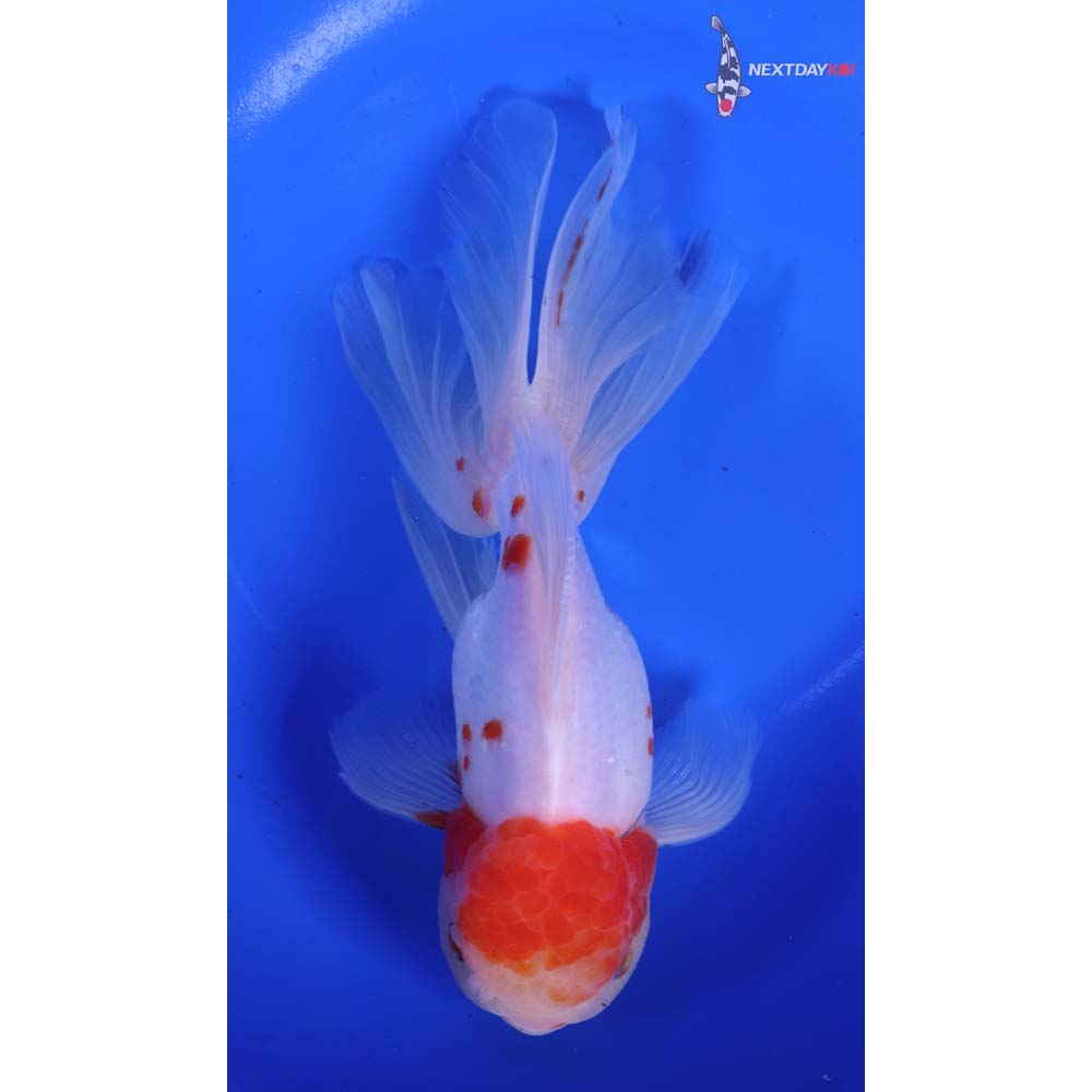 7” Imported Red and White Rosetail Oranda