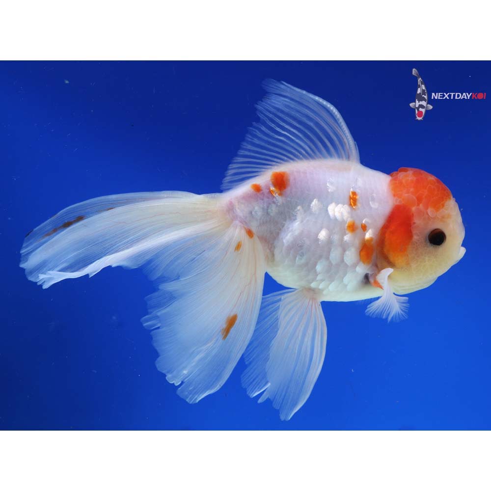 7” Imported Red and White Rosetail Oranda