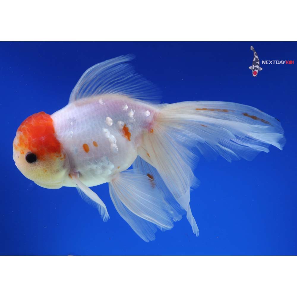 7” Imported Red and White Rosetail Oranda