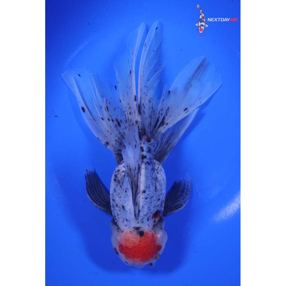 7” Imported Calico Rosetail Oranda