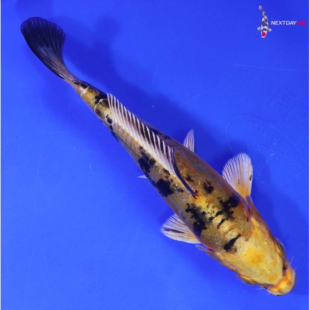 6” Imported Doitsu Kin Ki Bekko