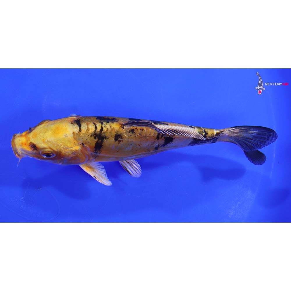 6” Imported Doitsu Kin Ki Bekko