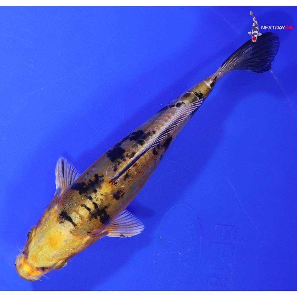 6” Imported Doitsu Kin Ki Bekko