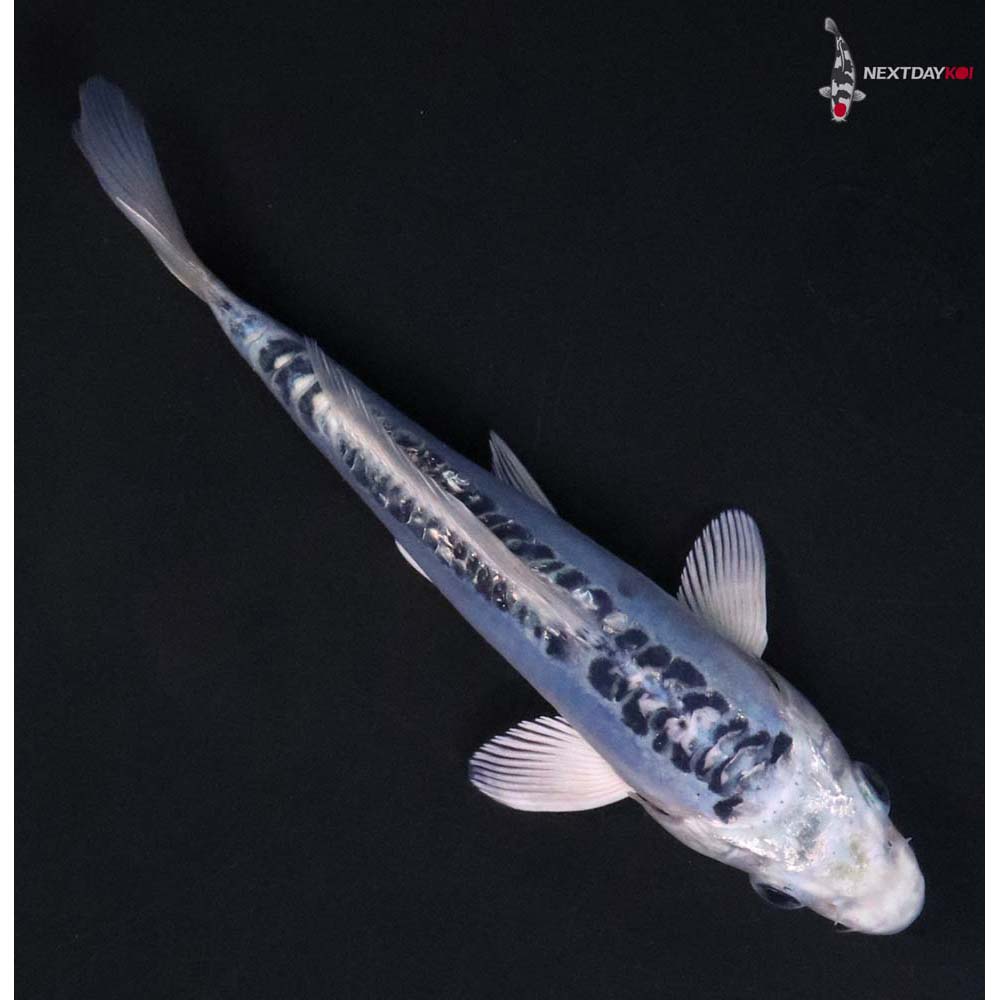 6.5” Imported Doitsu Blue Gin Matsuba