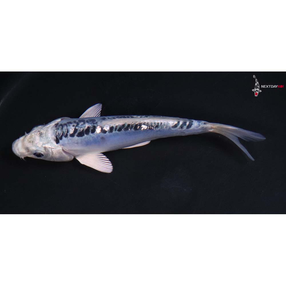 6.5” Imported Doitsu Blue Gin Matsuba