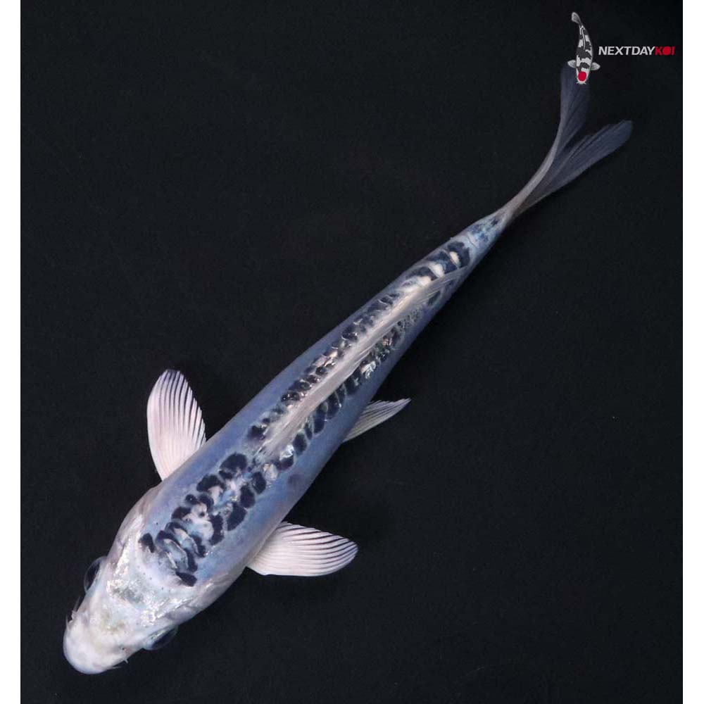 6.5” Imported Doitsu Blue Gin Matsuba