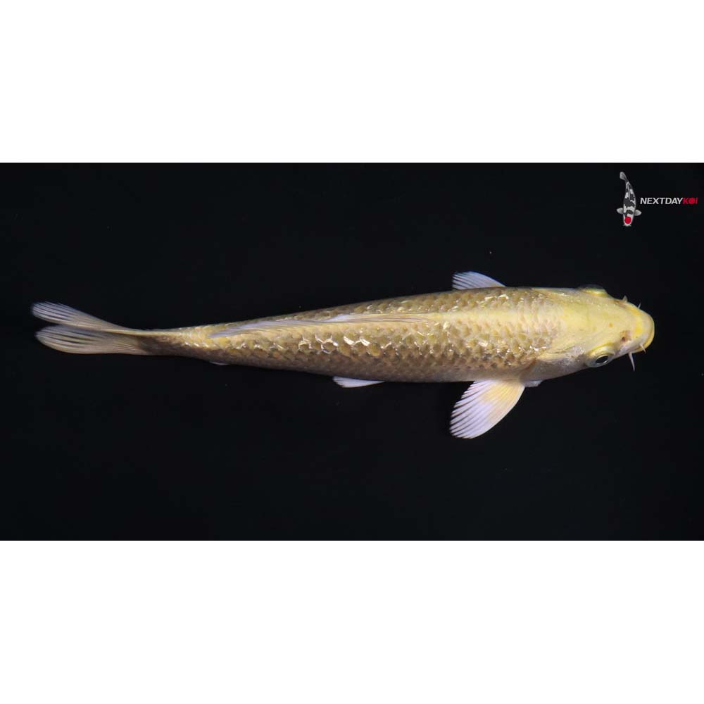 7” Imported Gin Rin Yamabuki Ogon