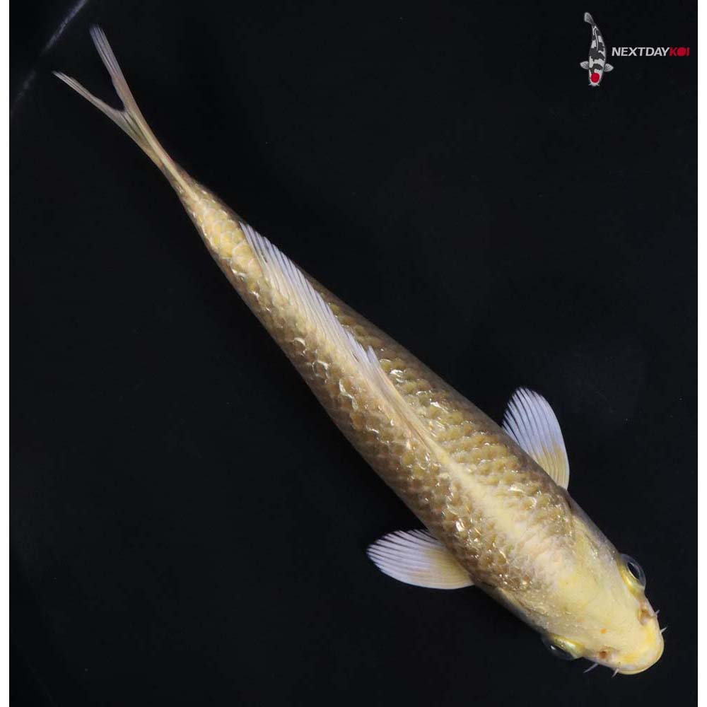 7” Imported Gin Rin Yamabuki Ogon