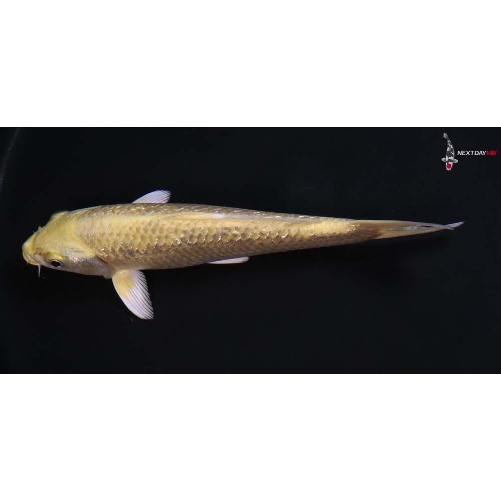 7” Imported Gin Rin Yamabuki Ogon