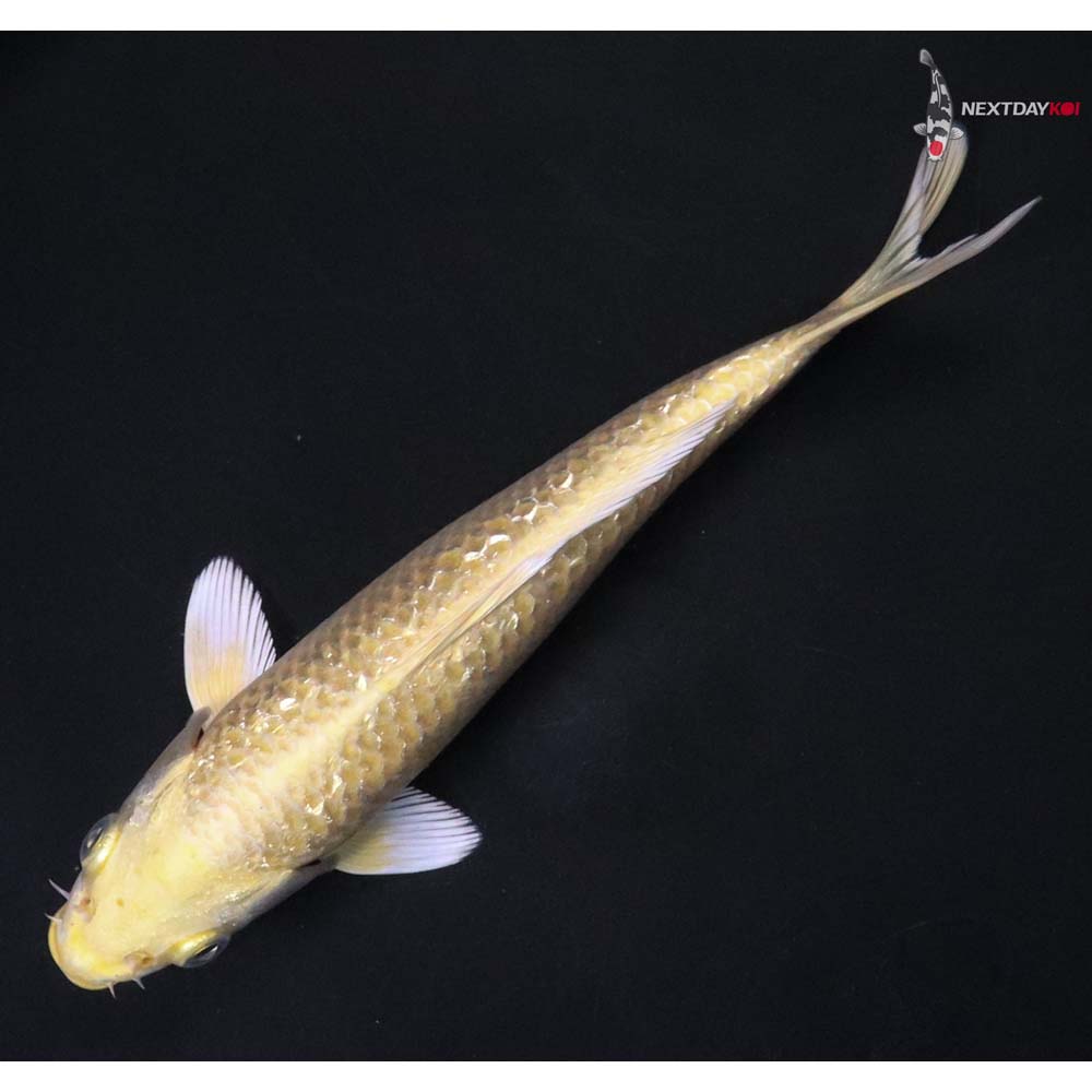 7” Imported Gin Rin Yamabuki Ogon