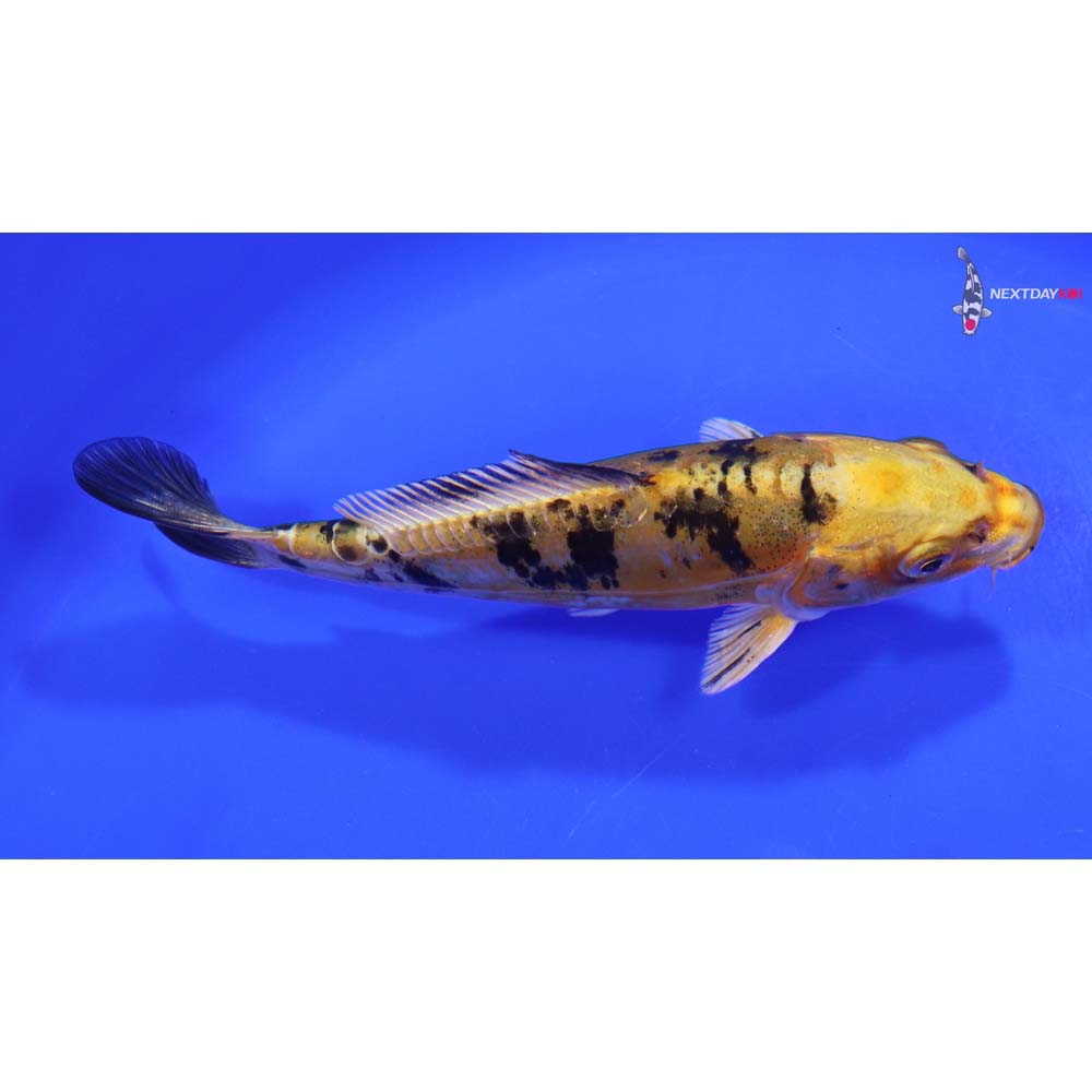 6” Imported Doitsu Kin Ki Bekko