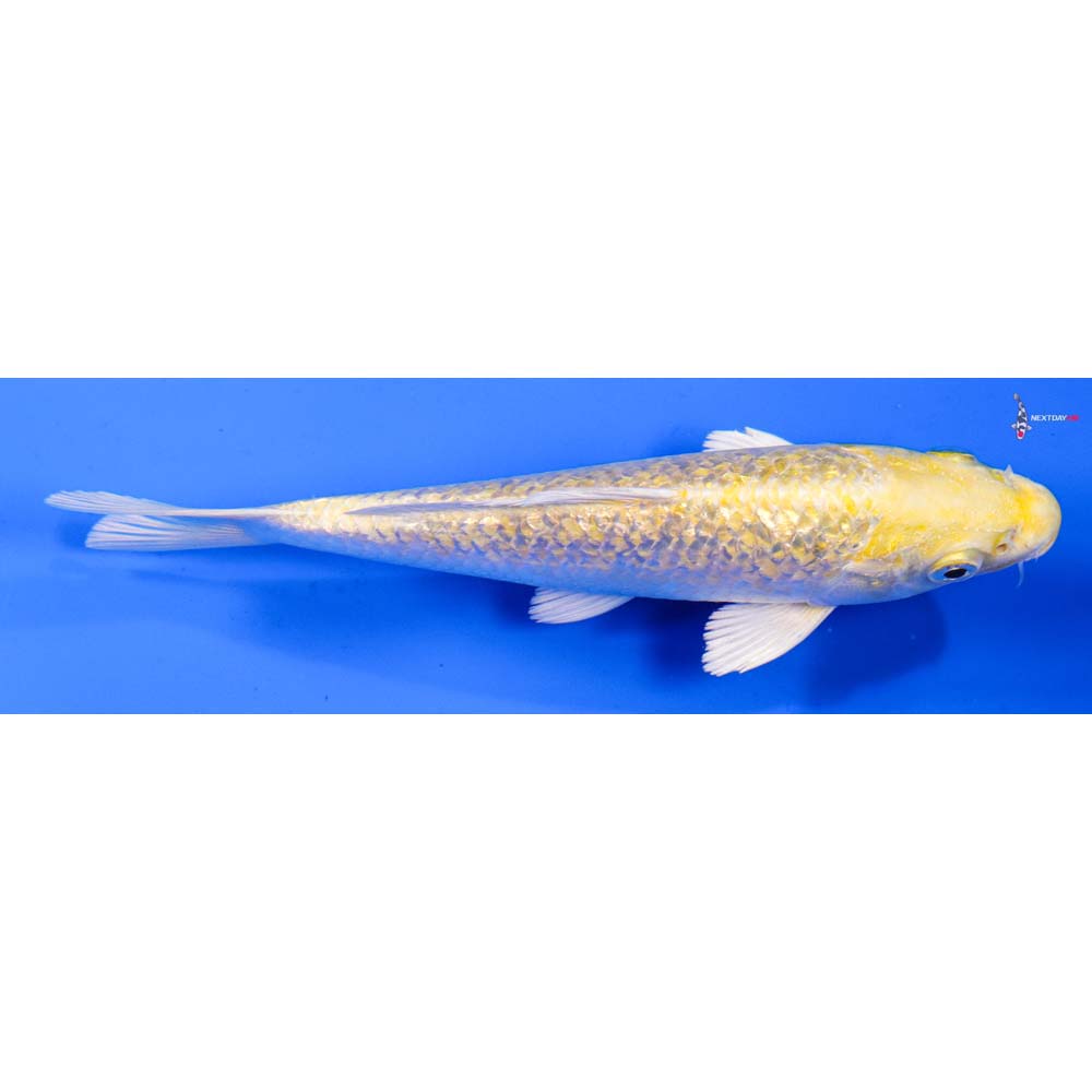 6.5” Imported Gin Rin Yamabuki Ogon