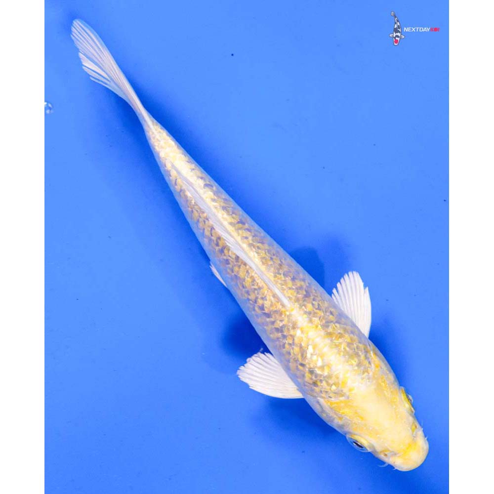 6.5” Imported Gin Rin Yamabuki Ogon