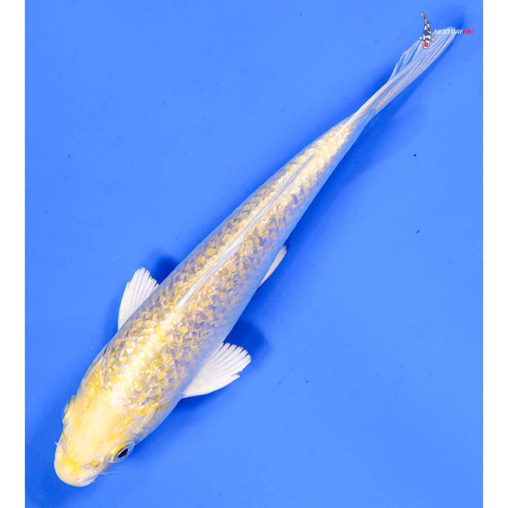 6.5” Imported Gin Rin Yamabuki Ogon