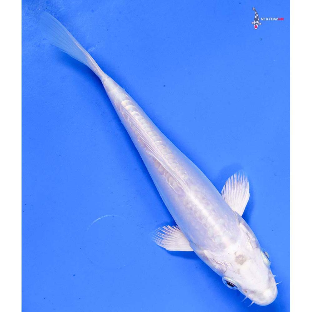 6.5” Imported Doitsu Platinum Ogon