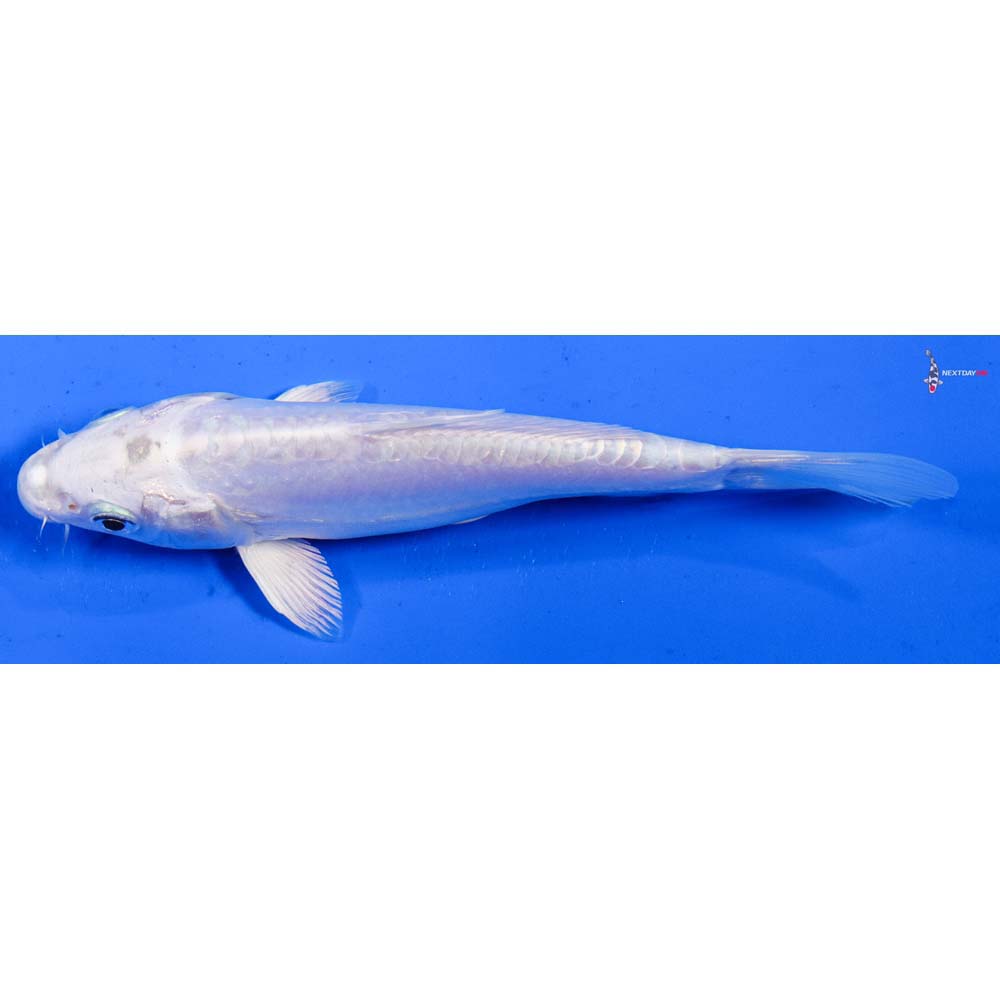 6.5” Imported Doitsu Platinum Ogon