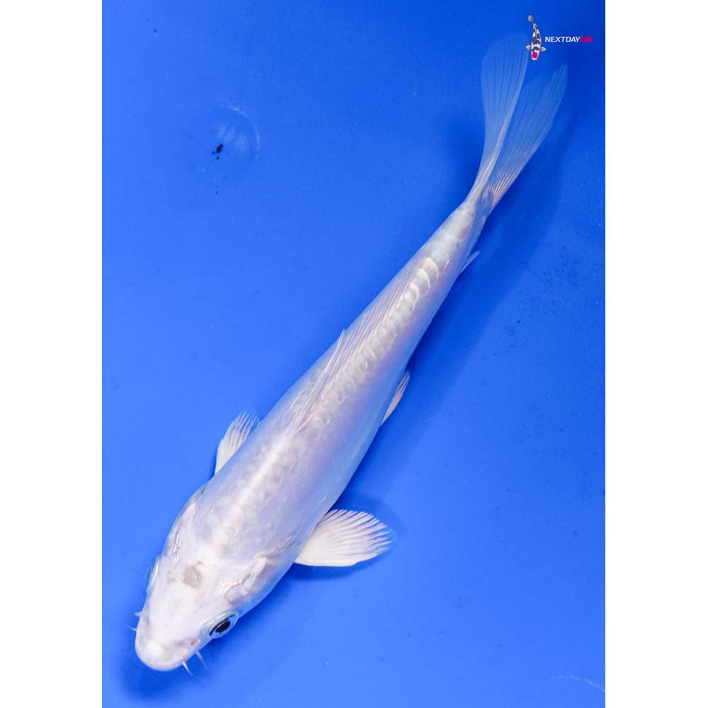 6.5” Imported Doitsu Platinum Ogon