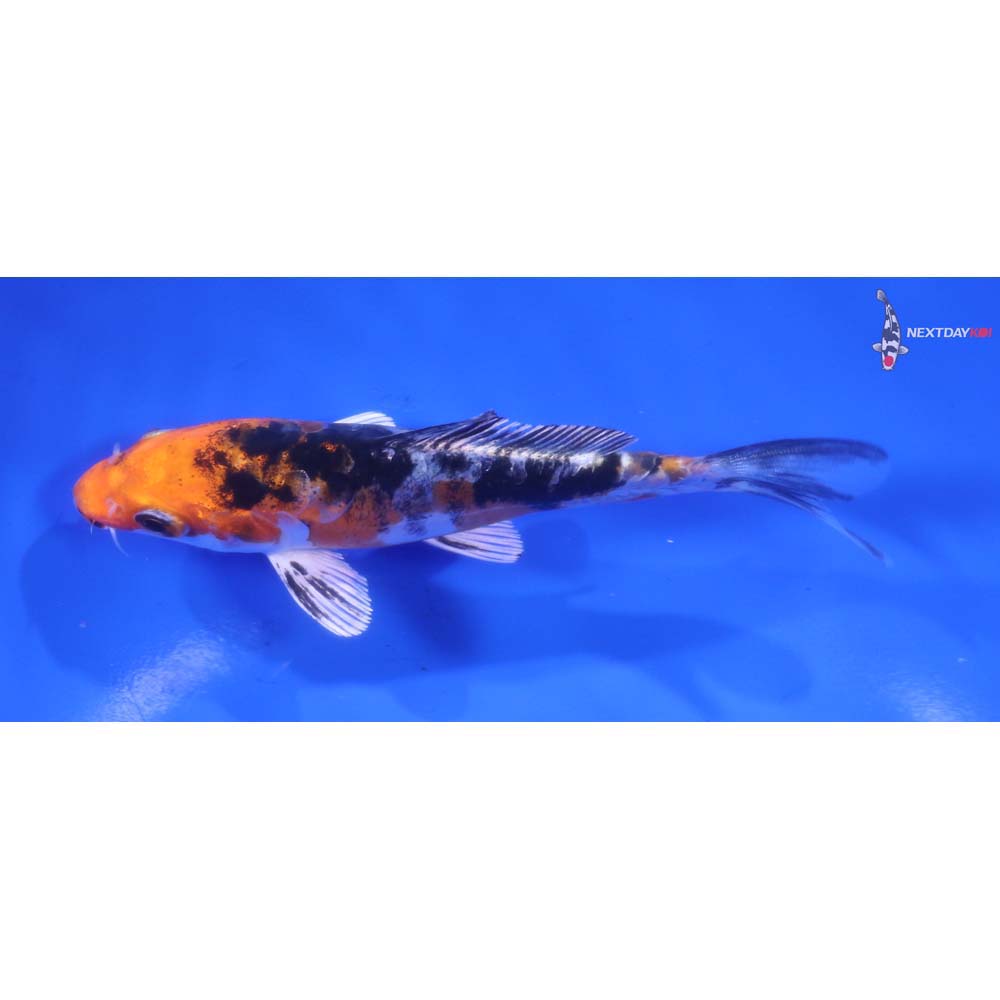 5” Imported Heisei Nishiki