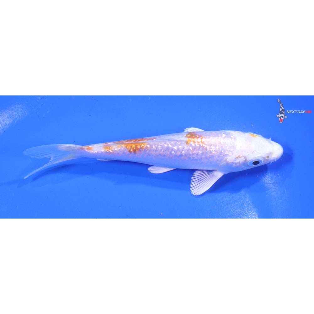 5” Imported Gin Rin Hariwake