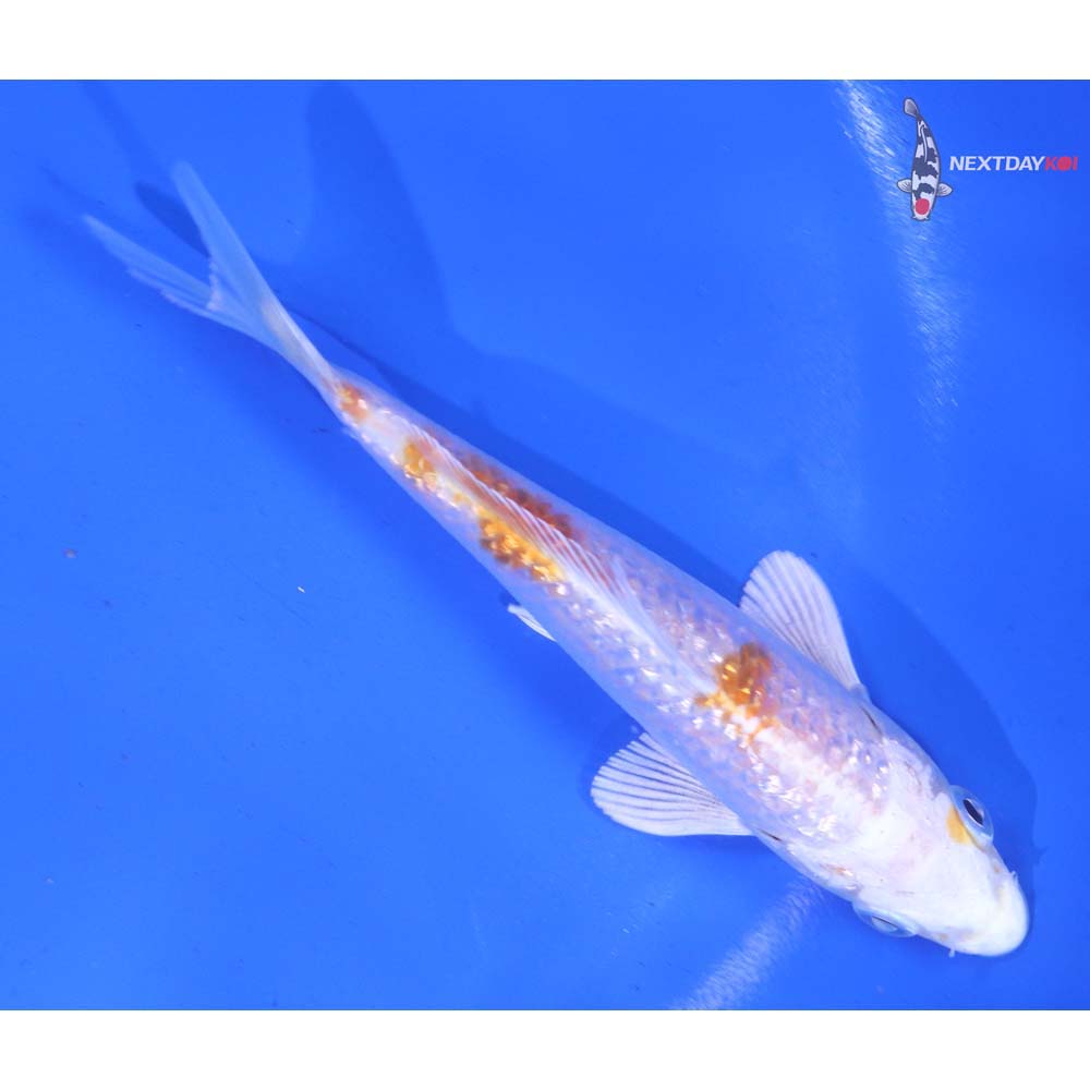 5” Imported Gin Rin Hariwake