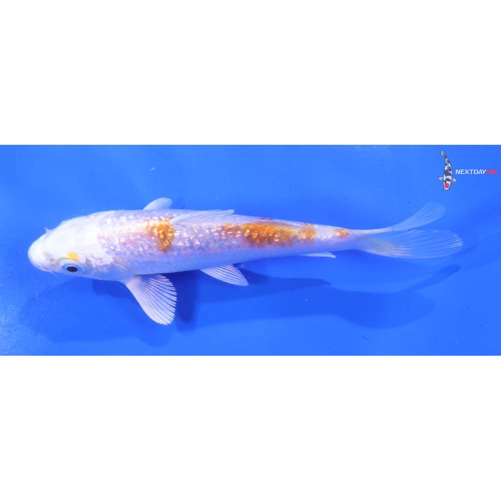 5” Imported Gin Rin Hariwake