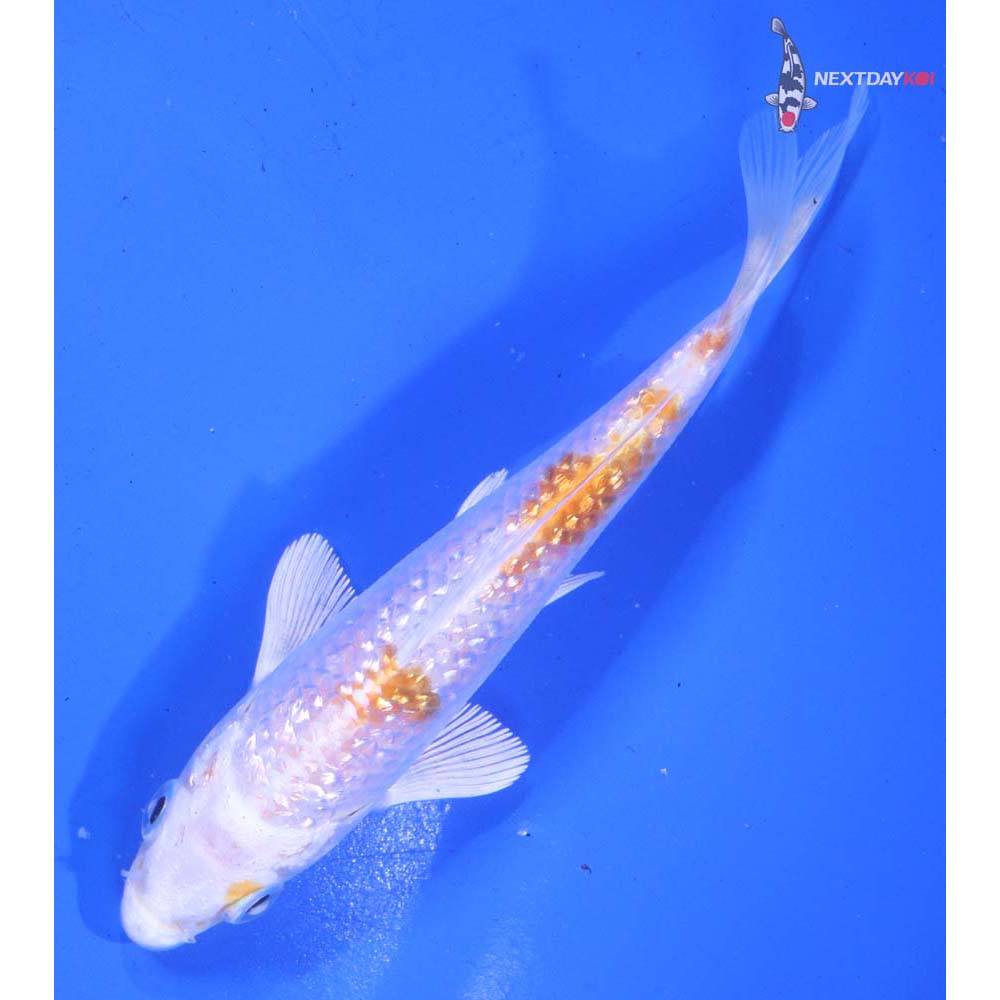 5” Imported Gin Rin Hariwake