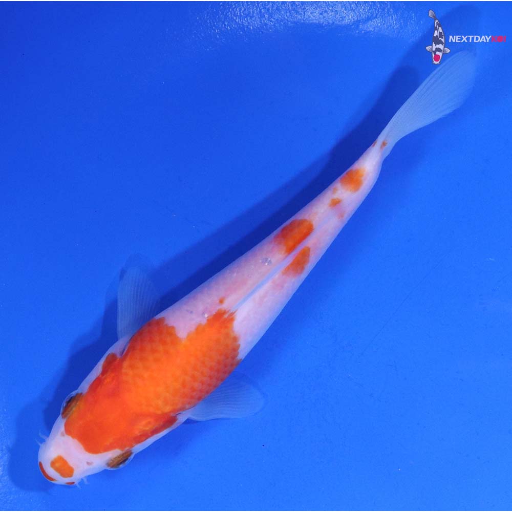 5” Imported Kohaku
