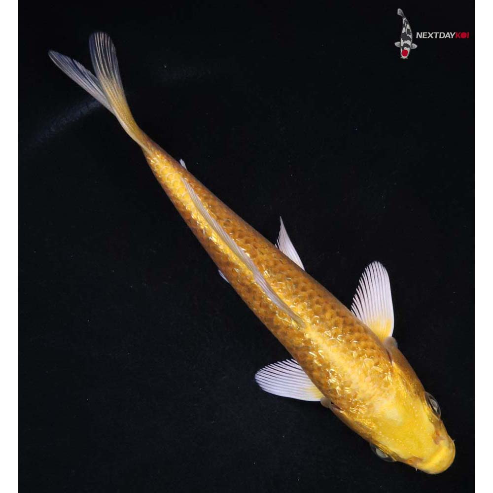 5” Imported Gin Rin Yamabuki Ogon