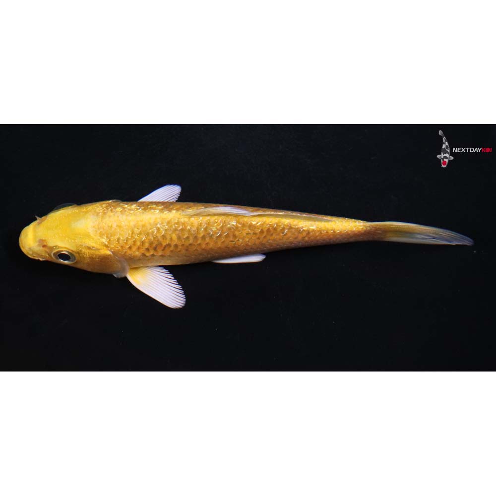 5” Imported Gin Rin Yamabuki Ogon