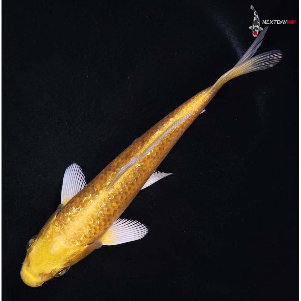 5” Imported Gin Rin Yamabuki Ogon