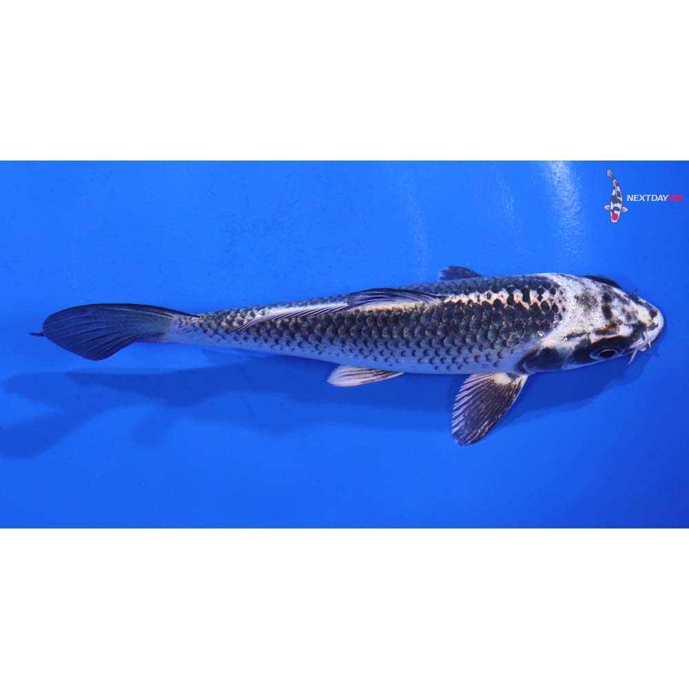 5.5” Imported Gin Matsuba