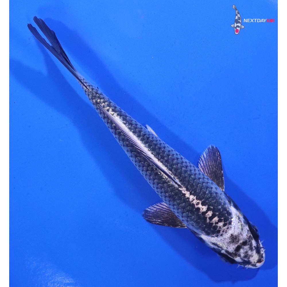 5.5” Imported Gin Matsuba