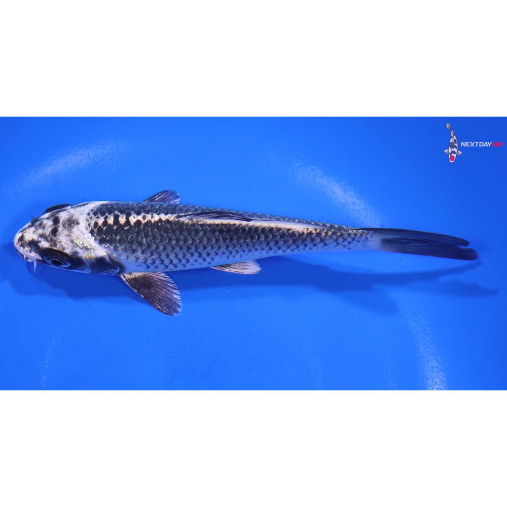 5.5” Imported Gin Matsuba