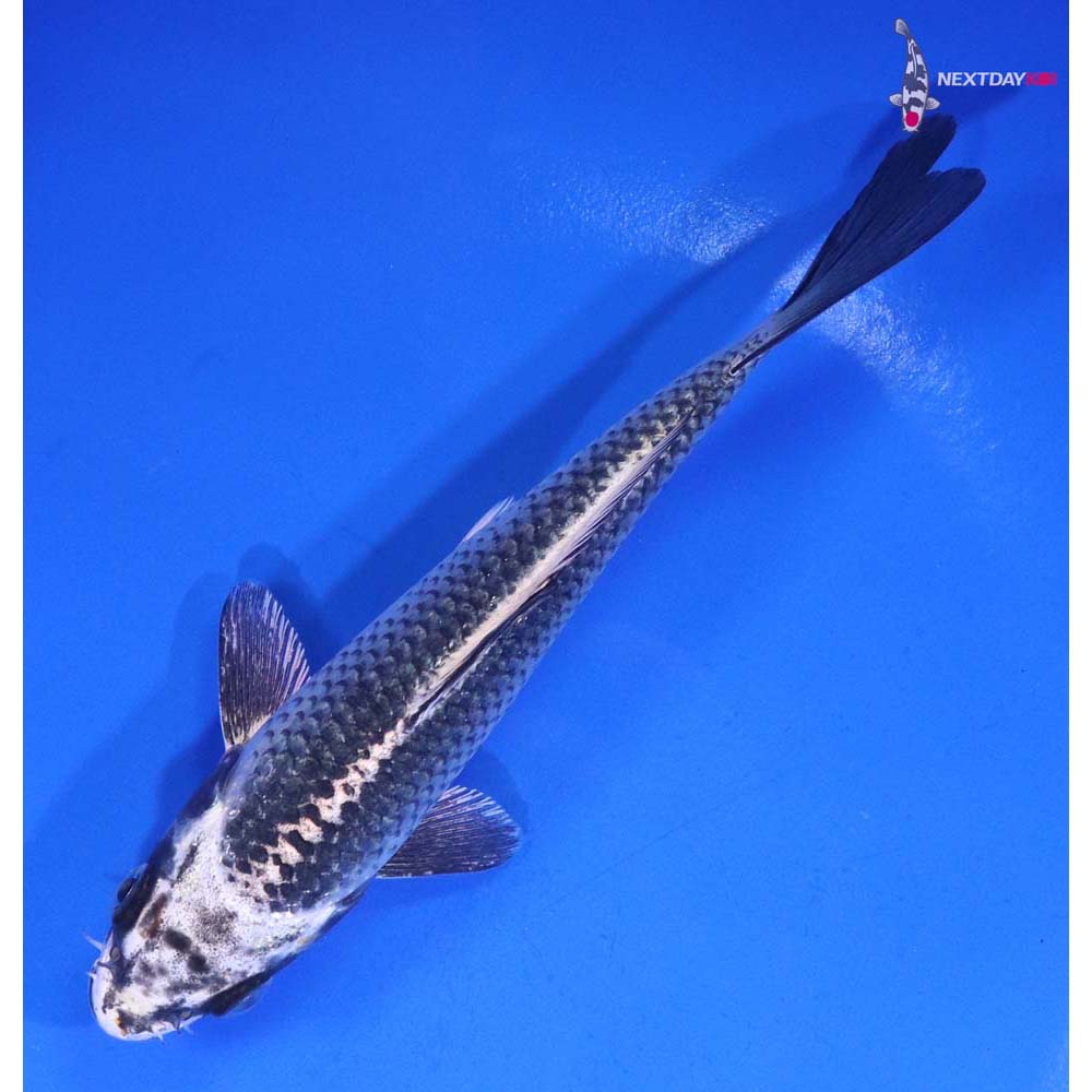 5.5” Imported Gin Matsuba