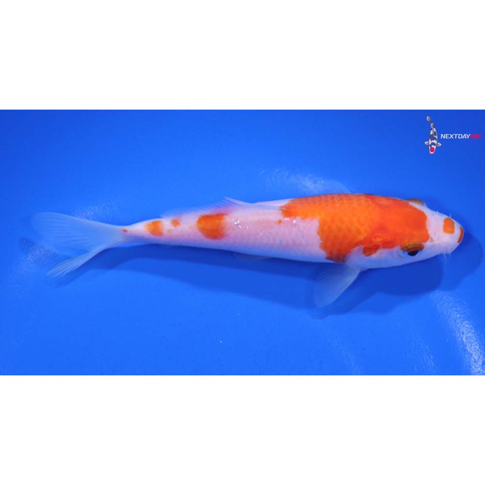 5” Imported Kohaku