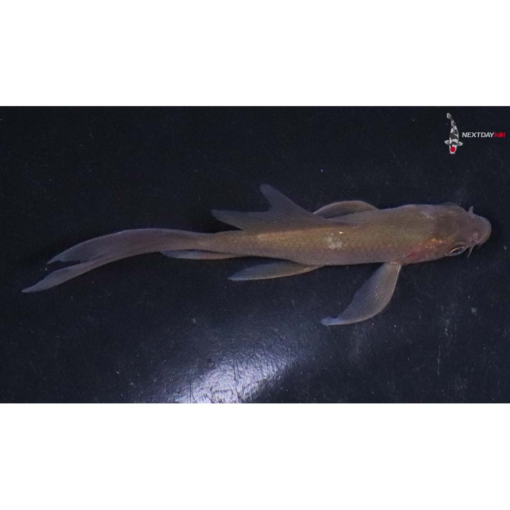 3.5” Imported Chagoi Butterfly Koi