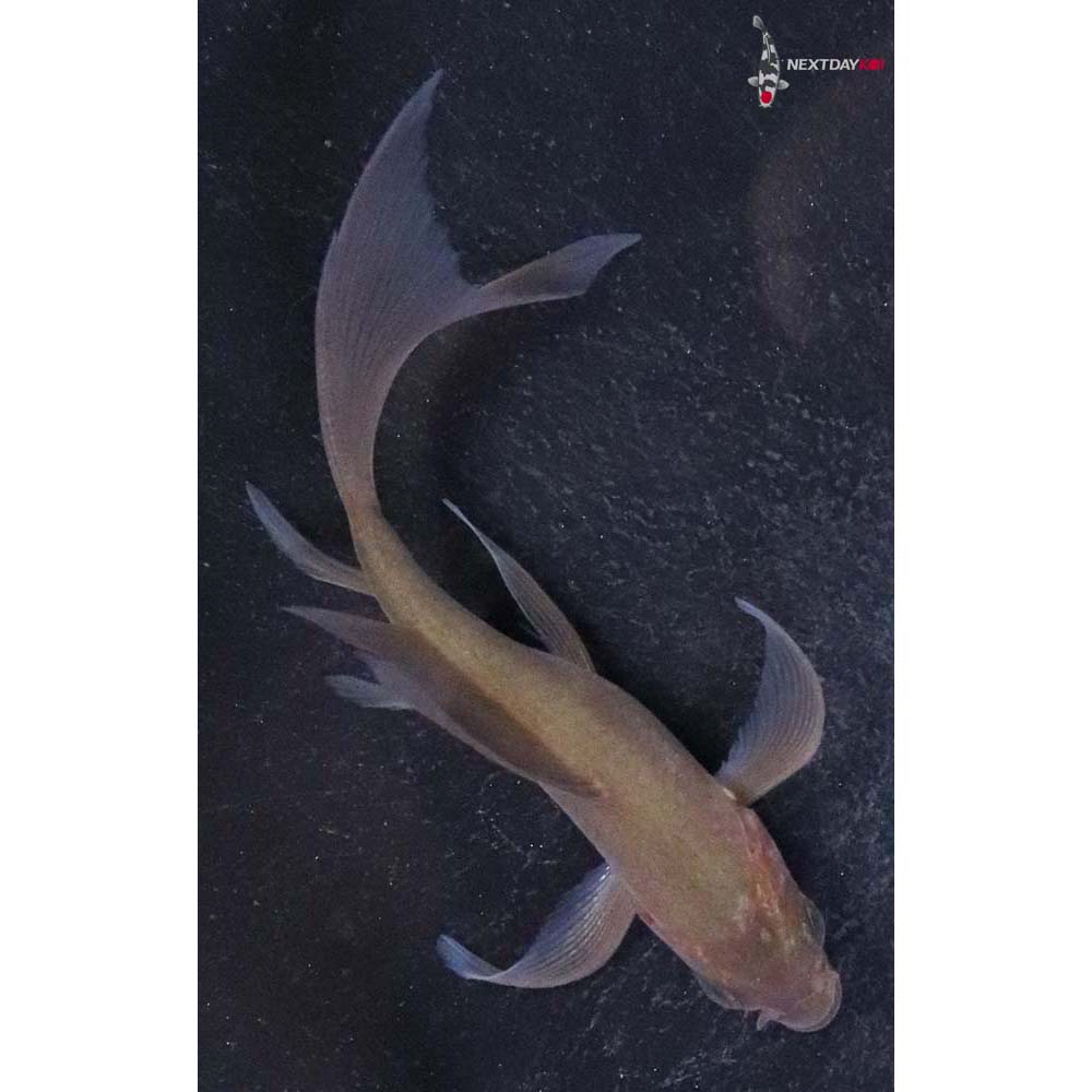 3.5” Imported Chagoi Butterfly Koi