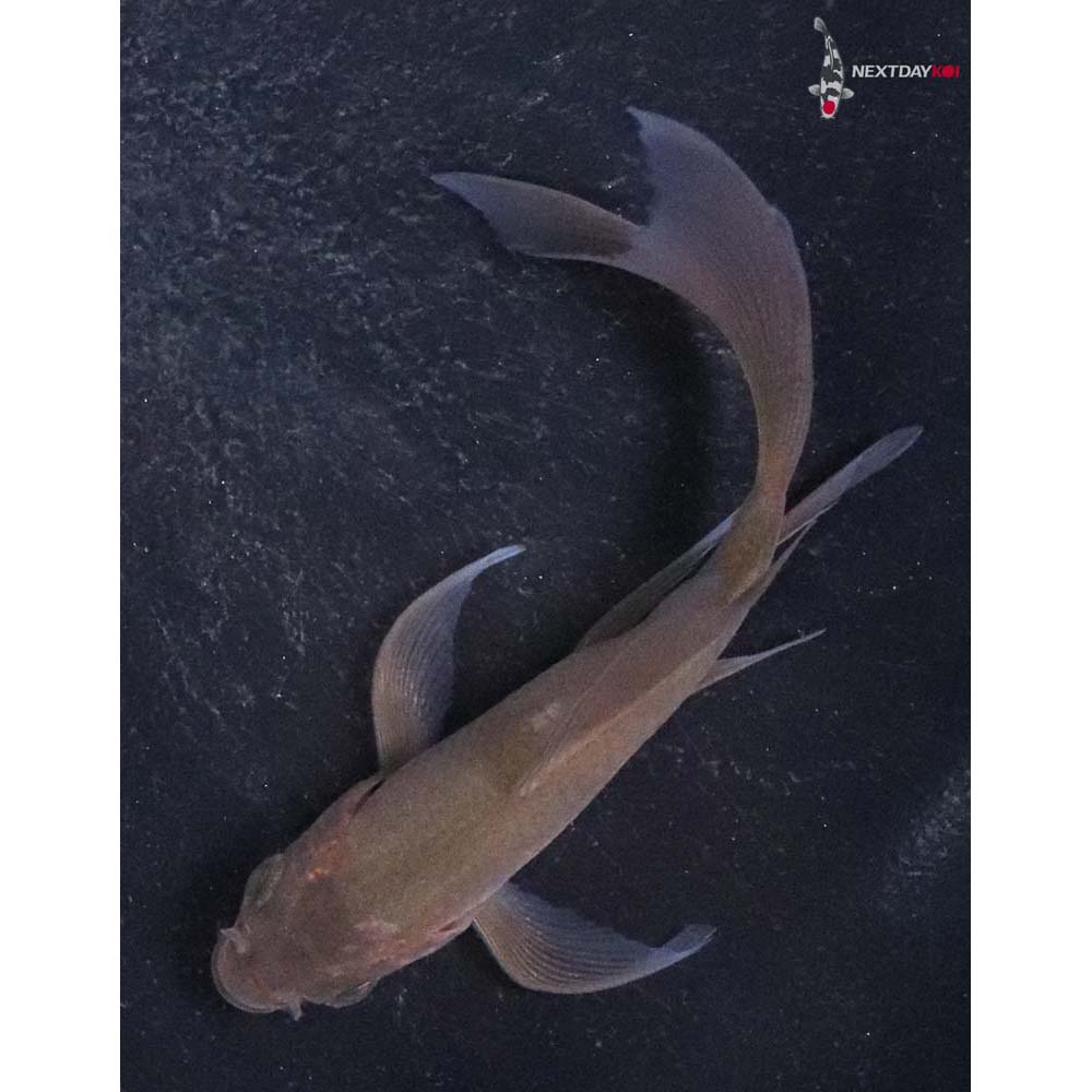 3.5” Imported Chagoi Butterfly Koi