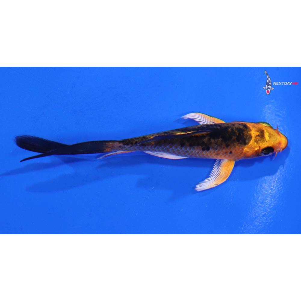 3.5” Imported Kin Aka Bekko Butterfly Koi