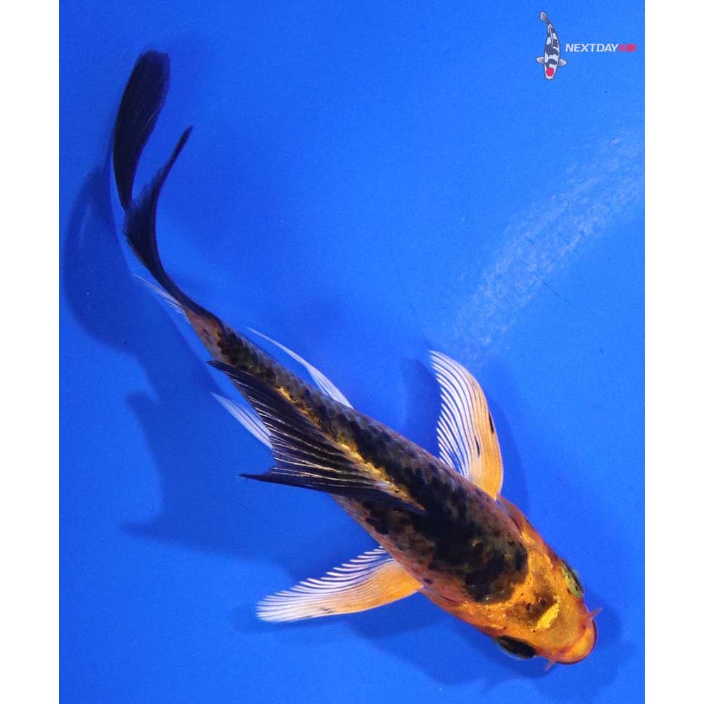 3.5” Imported Kin Aka Bekko Butterfly Koi