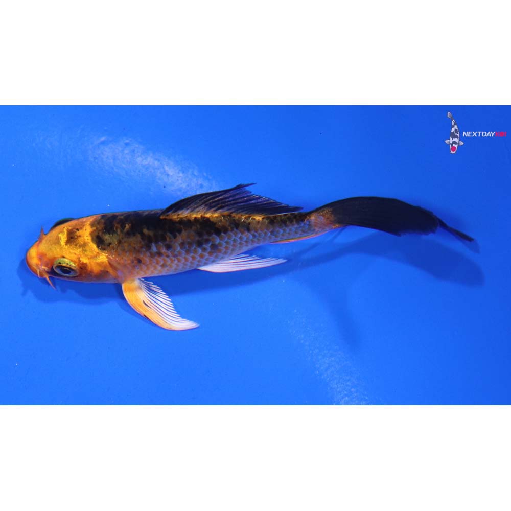 3.5” Imported Kin Aka Bekko Butterfly Koi